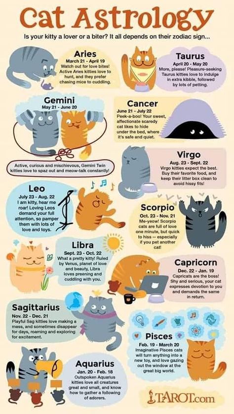 Cat Astrology, Pisces And Aquarius, Pet Ducks, Cat Language, Cat Hacks, Cat Care Tips, Cat Parenting, Cat Signs, Cat Facts