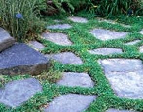 Edible Ground Cover Plants to Foodscape Your Yard! | GardensAll Corsican Mint, Mint Herb, Flagstone Patio, Garden Stepping Stones, Fine Gardening, Stone Path, Garden Journal, Ground Cover Plants, Pergola Plans