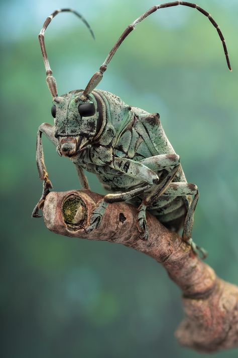 https://flic.kr/p/vFeoAp | misty green longhorn | Cerambycid beetle (ca 25mm long, Coleoptera, Lamiinae, Cerambycidae; ID: ...) from the dense rain forest of Yangambi (DR Congo, November 2013, ethanol preserved).  Studio work, staged specimen, focus stack based on 75 images, assembled in Zerene Stacker (Dmap & Pmax), not cropped. Canon 5Dmkii, MP-E 65mm at 1.3x, ISO-100, f/5.6, 1/160sec, tracing paper diffused flash. Snake Care, Macro Fotografia, Regard Animal, Cool Insects, Insect Photography, Cool Bugs, Dr Congo, Beautiful Bugs, Insect Art