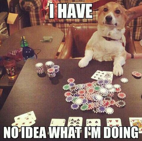 Don't even get me started on gambling! | 32 Dogs Who Are Completely In Over Their Heads The Bloodhound Gang, Gambling Machines, Gambling Cake, Gambling Quotes, Gambling Tattoo, Gambling Humor, Gambling Party, Gambling Games, Gambling Gift