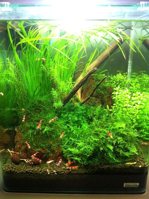 Amazon Aquarium, Aquarium Saltwater, Shrimp Aquarium, Fish Diy, Fish Aquarium Decorations, Fish Tank Themes, Custom Aquarium, Amazing Aquariums, Fish Tank Design