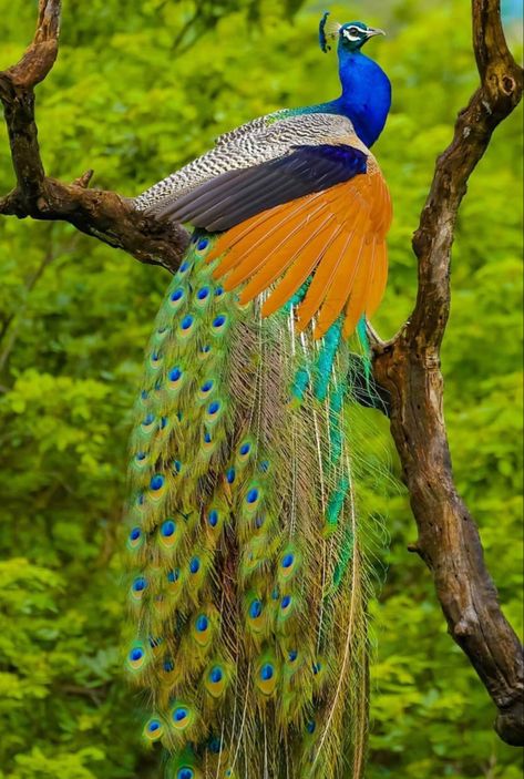 Nature Aesthetic Wallpaper, Peacock Pictures, Underwater Animals, Birds Nature, Peacock Art, Most Beautiful Birds, Wild Nature, Bird Pictures, Exotic Birds