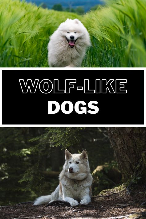 The term “wolf-like dog” is generally used to describe a dog breed that closely resembles the physical appearance of a gray wolf. These breeds tend to display thick fur, robust build, and pointy ears. Some of the most popular wolf-like dog breeds include the Alaskan Malamute, Siberian Husky, German Shepherd, and Saarloos Wolfdog. Saarloos Wolfdog, Beautiful Dog Breeds, Pointy Ears, Gray Wolf, Physical Appearance, All Dogs, Alaskan Malamute, Grey Wolf, Whitetail Deer