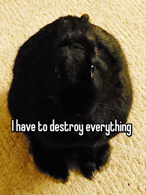 Silly Bunny Pictures, Bunny Reactions Pic, Dark Bunny Aesthetic, Quotes Quirky, Bunny Pfp, Silly Bunny, Evil Meme, Bunny Meme, Goth Bunny