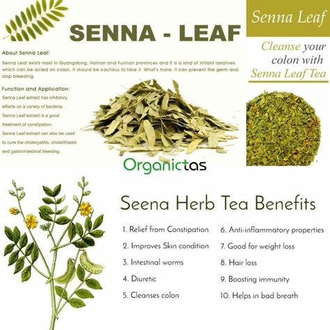 Herbs For Constipation, Senna Tea, Benefits Of Vitamin A, Senna Leaf, Classy Art, Healing Plants, Herbal Healing, Tea Benefits, Daily Health Tips