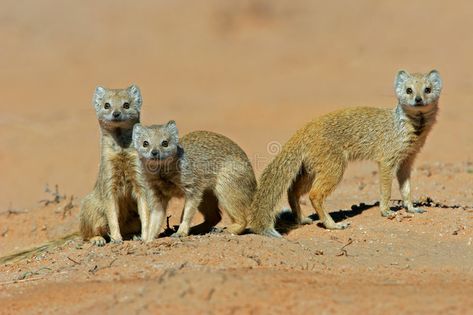 Yellow mongooses. A family of yellow mongooses (Cynictus penicillata), Kalahari #Sponsored , #Sponsored, #paid, #mongooses, #penicillata, #Kalahari, #family Kalahari Desert, African Wildlife, Hyena, Spirit Animal, Dolphins, A Family, Animals Wild, Mammals, Animal Art