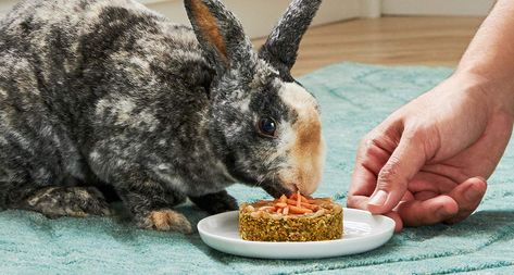 Let Your Bunny Eat Cake—A Homemade Carrot Cake for Rabbits, That Is! Vegetables For Rabbits, Homemade Rabbit Treats, Bunny Tips, Bunny Recipes, Cake Sizes And Servings, Carrot Cake Recipe Easy, Homemade Carrot Cake, Rabbit Treats, Pet Bunny Rabbits