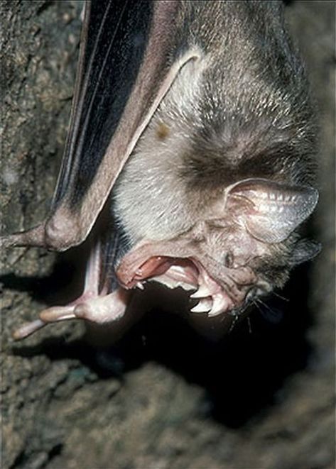 vampire bat anatomy - Google Search Bat Teeth, Bat Photos, Bat Species, Baby Bats, Vampire Bat, Creatures Of The Night, Weird Animals, Primates, Rodents