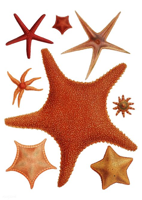 Starfish varieties set illustration | free image by rawpixel.com Scientific Drawing, Prince Of Monaco, Sea Stars, Stella Marina, Charles Darwin, Illustration Vintage, Scientific Illustration, Sea Star, Sealife