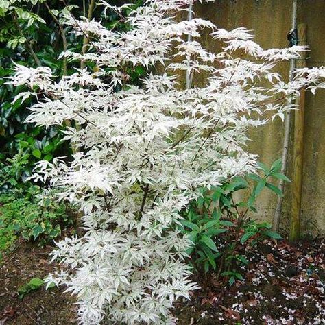 Acer palmatum Ukigumo | Express Garden Shop Japanese Garden Plants, Japanese Plants, Small Japanese Garden, Japanese Garden Landscape, Japanese Garden Design, Japanese Maple Tree, Acer Palmatum, Garden Shrubs, Moon Garden