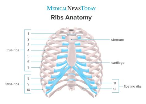 Ribs Anatomy, Flail Chest, Human Ribs, Celtic Tattoos For Men, Thoracic Vertebrae, Broken Ribs, Cell Model, Basic Anatomy And Physiology, Religious Tattoos