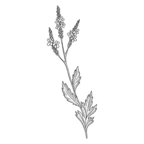 Vervain Drawing, Vervain Flower, Verbena Flower, Grandparents Tattoo, Bee Drawing, Botanical Drawing, R Tattoo, Botanical Drawings, Drawing Images