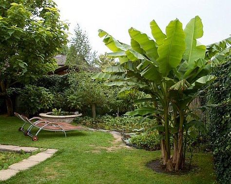 Want to create a lush, tropical looking garden but don't live in the tropics? Check out this list of hardy plants that look tropical (but aren't). Banana Plant Care, Grow Banana Tree, Hibiscus Shrub, Variegated Hosta, How To Grow Bananas, Banana Plant, Tropical Garden Design, Gardening Zones, Banana Plants