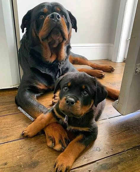 Baby Rottweiler, Dog Treat Toys, Rottweiler Love, Dog Baby, Very Cute Dogs, Rottweiler Puppies, Rottweiler Dog, Pretty Dogs, Sweet Dogs