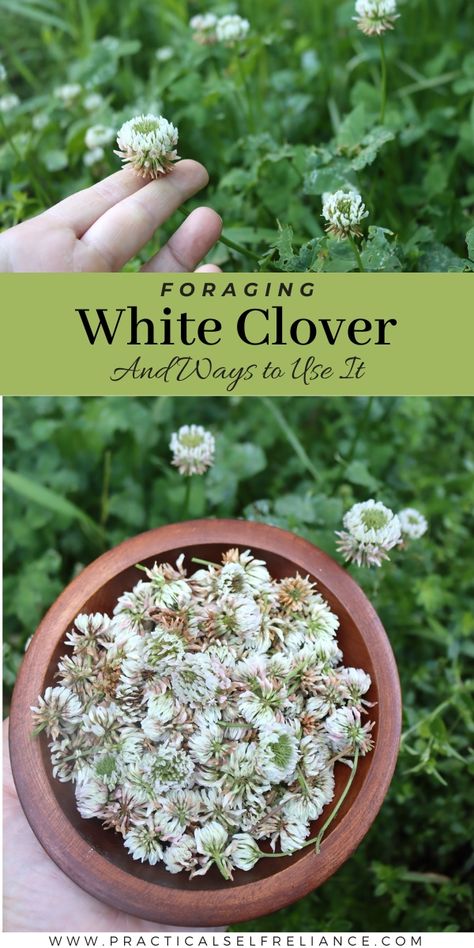 White Clover Recipes, Trifolium Repens, Medicine Recipes, Food Foraging, Preserve Food, Herbal Medicine Recipes, Wild Food Foraging, Medicinal Herbs Garden, Emergency Prepardness