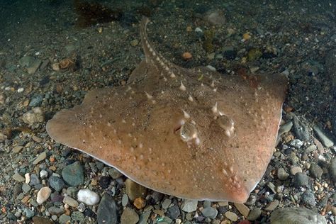 The barndoor skate, Dipturus laevis, is a species of marine cartilaginous fish in the skate family of the order Rajiformes. Skate Fish, Dalhousie University, University Of East Anglia, Skate Photos, Dna Sequence, Archaeology News, Fish Species, East Anglia, Gene Expression