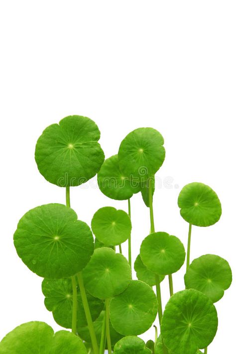 Gotu kola. Leaves on white background , #Ad, #kola, #Gotu, #Leaves, #background, #white #ad Magazine Design Inspiration, Leaves Background, Gotu Kola, Background White, Inspiration Ideas, Magazine Design, Muse, Plant Leaves, White Background