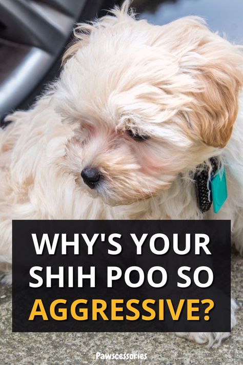 Worried because your otherwise adorable Shih poo is acting aggressive? As Shih poos are a mixed breed, they usually inherited the positive characteristics of each parent. But, that doesn’t mean that they won’t show signs of aggression. In this post we dive deep on the 7 most common reasons why your shih poo is behaving overly aggressive as well as some helpful tips to prevent the behavior from continuing. Shih Poo Puppies, Positive Characteristics, Shih Poo, Dog Health Tips, Dog Facts, Dog Care Tips, Mixed Breed, Dog Health, Dog Care