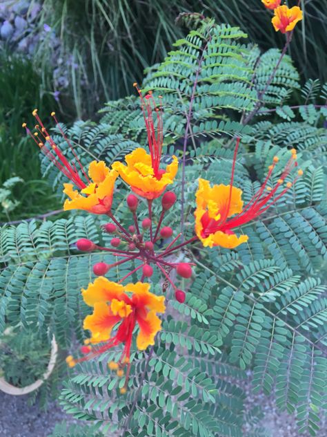 Pride Of Barbados Tattoo, Barbados Art, Pride Of Barbados, Bird Paradise, Flame Tree, Garden Plan, Tattoo Inspo, Barbados, Garden Planning