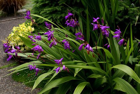 Bletilla striata - hardy ground orchid. Chines ground orchid.  One of the few orchids that does well as a garden plant.  Part shade.  Blooms April to May. Homemade Greenhouse, Ground Orchids, Plant Watering System, Best Greenhouse, Tropical Backyard, Greenhouse Growing, Home Garden Plants, Tropical Landscaping, Garden Gates