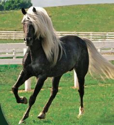 Rocky Mountain Horse Rocky Mountain Horse! Rocky Mountain Horse, Mountain Horse, Rare Horses, Beautiful Horses Photography, American Paint Horse, Beautiful Horse Pictures, Most Beautiful Horses, Majestic Horse, Chestnut Horse