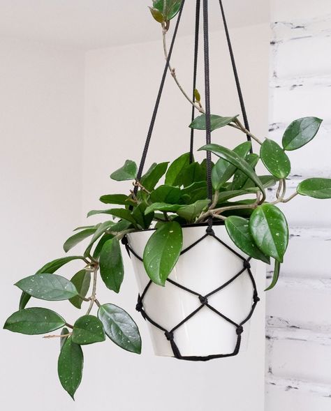 These Are the Best Hanging Houseplants for an Indoor Oasis Plants Hanging In Kitchen Window, Outdoor Hanging Plants, Best Indoor Hanging Plants, Indoor Hanging Plants, Hanging Plants Outdoor, Wall Hanging Decorations, Indoor Oasis, Hanging Planters Indoor, Hanging Plant Wall