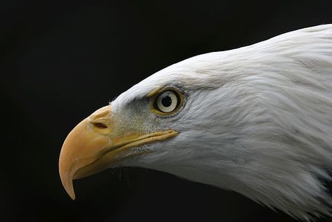 ! Eagle Side View, Discord Logo, Eagle Artwork, Eagle Face, Eagle Drawing, Eagle Painting, Eagle Pictures, American Bald Eagle, Eagle Head