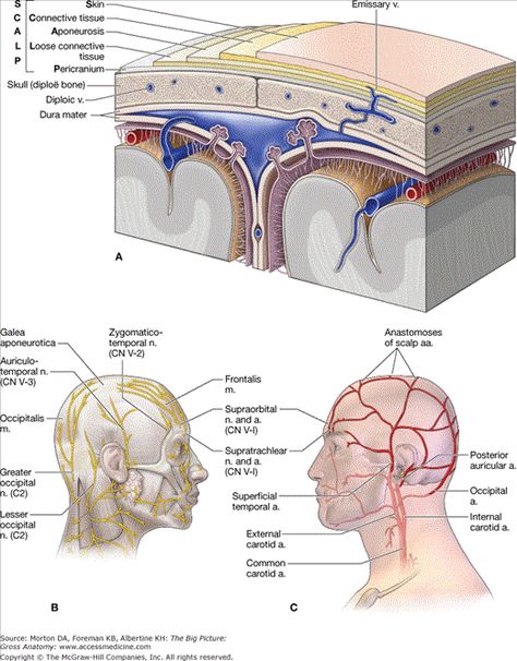 scalp layers Scalp Anatomy, Scapula Anatomy Notes, Human Head Muscle Anatomy, Ct Head Anatomy, Scapula Anatomy, Loose Connective Tissue, Anatomy Head, Biology Teaching, Nerve Anatomy