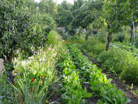 Fruit Garden Layout, Vegetable Garden Layout Design, Food Sustainability, Orchard Design, Orchard Garden, Planting Design, Potager Garden, Permaculture Gardening, Garden Design Layout