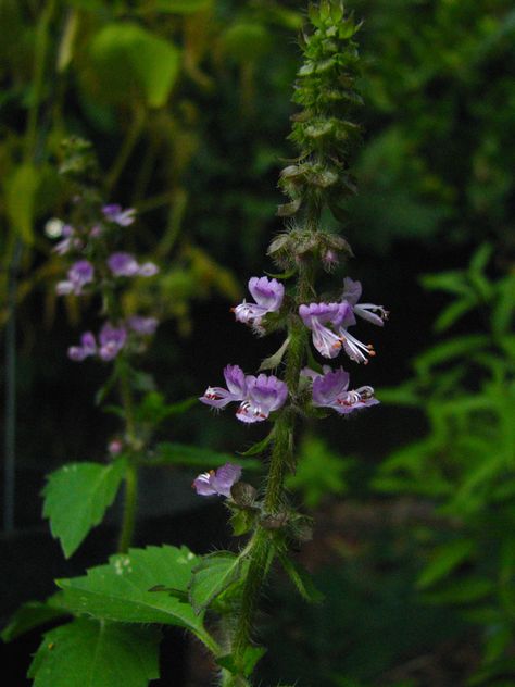 Tulsi Aesthetic, Basil Infused Oil, Tulsi Plant, Rainy Winter, Infused Oil, Plant Medicine, Herbal Tinctures, Holy Basil, Indian Aesthetic