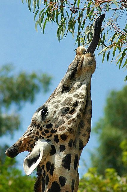 Aqui ó! :) Giraffe Facts For Kids, Fun Facts About Giraffes, Giraffe Facts, Fun Facts About Animals, A Giraffe, Facts For Kids, Wildlife Photos, African Animals, Giraffes