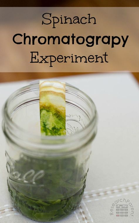 Fun, easy chemistry experiment for kids demonstrating how leaves are made up of many different colored molecules. via @researchparent Chromatography Experiment, Chemistry Experiments For Kids, Plant Experiments, Biology Experiments, Chromatography For Kids, Elementary Science Activities, Middle School Science Experiments, Experiment For Kids, Preschool Science Activities