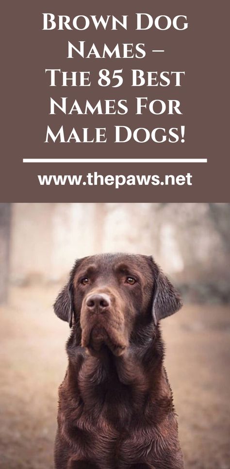 Brown dogs are sure to keep life interesting. Let’s get started with some popular brown dog names for boy dogs: #dognames #browndognames #maledognames #bestdognames #thepaws Dog Names For Brown Dogs, Unique Puppy Names Male, Dog Boy Names, Names For Boy Dogs, Cool Dog Names Boys, Names For Male Dogs, Male Dog Names Unique, Strong Dog Names