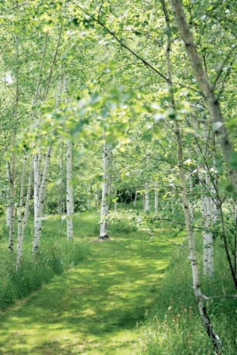 Birch Trees Garden, Garden Makeover, Have Inspiration, Woodland Garden, Garden Pathway, Lush Garden, Green Garden, Garden Cottage, Back Garden