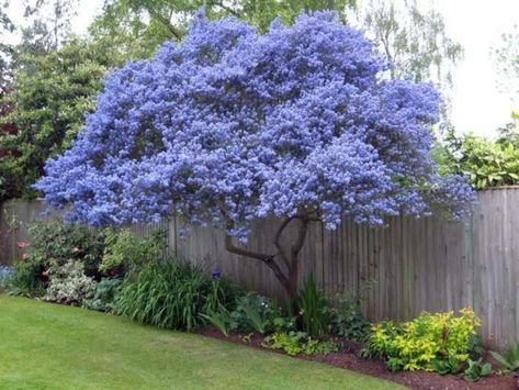 Backyard With Wooden Fences And Evergreen Trees Blue Tree, Green Grass, A Garden, The Middle, Fence, Yard, Flowers, Green, Blue