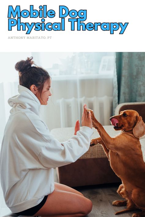 Dog Physical Therapist High Fiving a Dog Canine Rehabilitation, Dog Physical Therapy, Own Home, Physical Therapy, Your Pet, Conditioner, Benefits, Range, Pet