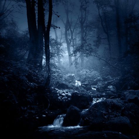 Quiet Forest by ichiro.k, via Flickr Ravenclaw Aesthetic, Blue Aesthetic Dark, Night Forest, Blue Forest, Blue Hour, Magical Forest, Dark Photography, Dark Forest, Ravenclaw