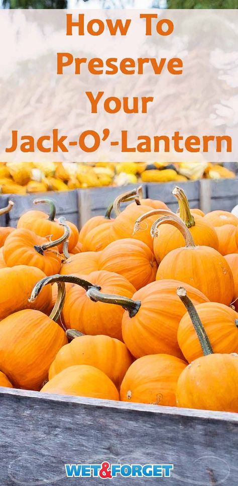 Make your Jack-o'-lantern last up 2-3 weeks longer with this easy preservation method! Preserving Jack O Lanterns, Preserving Pumpkins, Carve Pumpkins, Jack O Lanterns, Halloween Season, Pumpkin Decorating, Jack O, Jack O Lantern, Pumpkin Carving