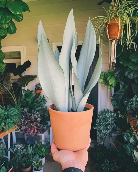 Snake Plant Moonshine, Moonshine Snake Plant, Moonshine Plant, Moonshine Sansevieria, Sansevieria Moonshine, Plants Wishlist, Wishlist Plants, Sansevieria Plant, Small Backyard Landscaping Ideas