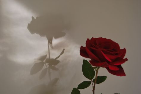 Morning shadow Angela Hayes, Aesthetic Red Rose, Hand Aesthetic, Rose In Hand, Roses Background, Rose Shadow, Stylish Tips, Full Hd 4k, Wallpaper Beautiful