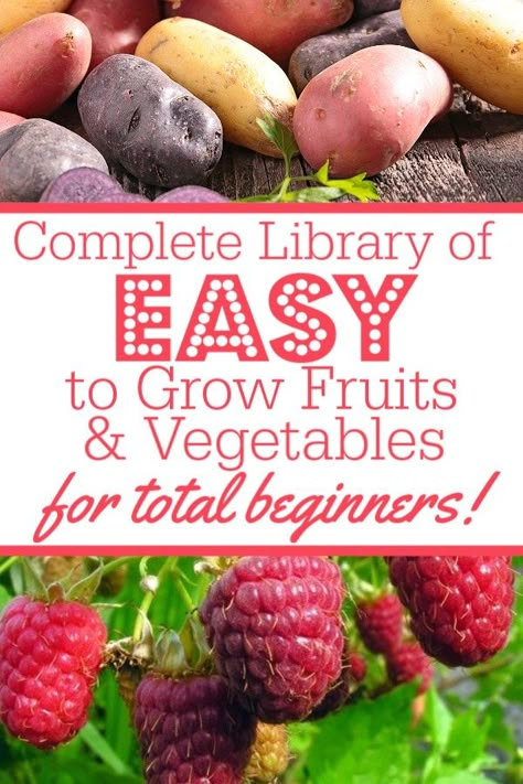 easy to grow vegetables What Should I Grow In My Garden, Easy Foods To Grow, Tomatoe Gardening Ideas, Garden How To, Small Beginner Garden, How To Grow Your Own Vegetables, How To Start A Raised Bed Garden, Easiest Fruit To Grow, Raised Garden For Beginners