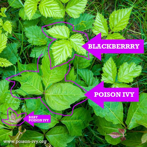 Poison Ivy Leaves, Poison Ivy Plants, Blackberry Leaves, Blackberry Plants, Garden Planning Layout, Trail Life, Surviving In The Wild, Ivy Leaves, Poisonous Plants