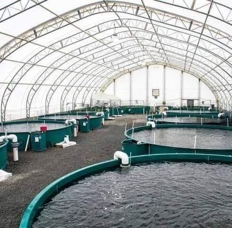 Fish Farming Ponds, Tilapia Farming, Catfish Farming, Food Hawaii, Aquaculture Fish, Aqua Farm, Shrimp Farming, Aquaponics Greenhouse, Backyard Aquaponics