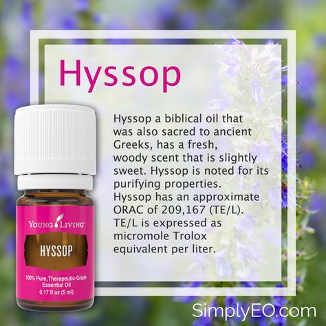 Hyssop, a biblical oil that was also sacred to ancient Greeks, has a fresh, woody scent that is slightly sweet. Hyssop is noted for its purifying properties. Hyssop is unique as it contains nearly every different type of chemical compound, so it's very multipurpose. In aromatherapy, this oil is used to support the digestive and respiratory systems. Hyssop Essential Oil, Essential Oil Roller Bottle Recipes, Diy Essential Oil Recipes, Young Living Essential Oils Recipes, Yl Oils, Mama Natural, Woody Scent, Essential Oils Guide, Oil Remedies