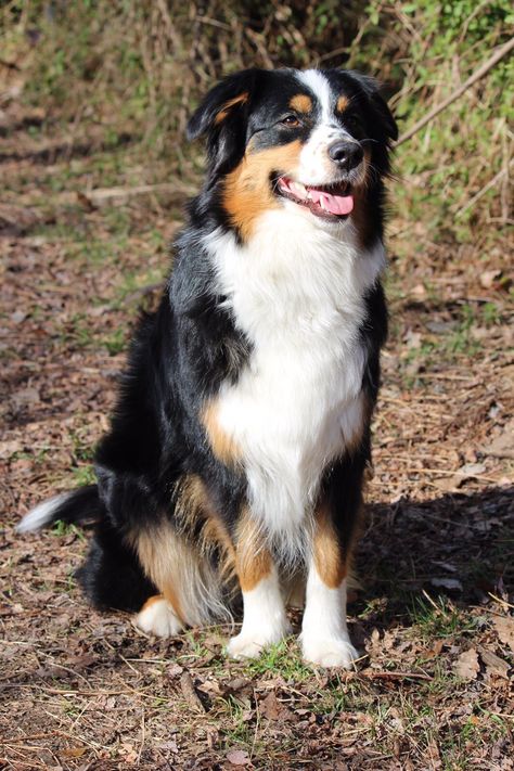 Black Tri Color Australian Shepherd, Black Tricolor Australian Shepherd, Working Australian Shepherd, Australian Shepherd Tricolor, Tricolor Border Collie, Black Tri Aussie, Nose Freckles, Australia Shepherd, Australian Shepherd Black