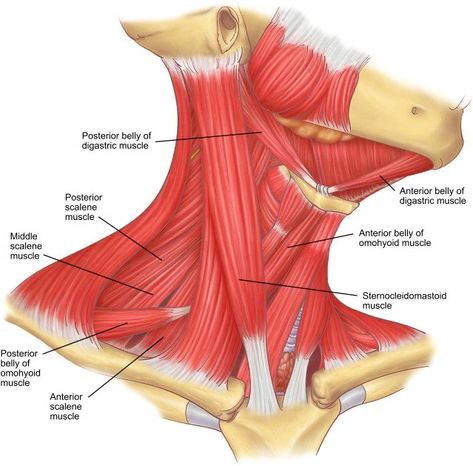 Anterior Neck Muscles, Neck Anotamy, Anatomy Of Head And Neck, Neck Muscles Anatomy Drawing, Muscles Labeled, Anatomy Of The Neck, Neck Muscle Anatomy, Occipital Bone, Temporal Bone