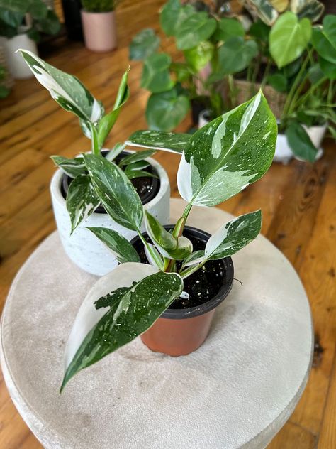 Patio Herb Garden, Philodendron White Princess, White Wizard, Plant Goals, Philodendron Plant, Plants Are Friends, Inside Plants, Plant Shop, Variegated Plants