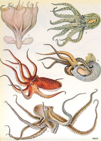 Octopus Encyclopedia Book, Creature Marine, Superflat, Science Illustration, Octopus Art, Scientific Illustration, Sea Monsters, Arte Animal, Ocean Creatures