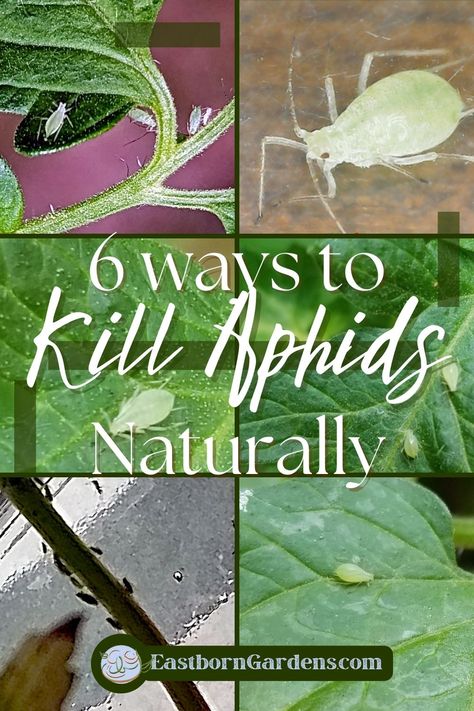 6 images of aphids on plants. Image Text: "6 Ways to Kill Aphids Naturally." - EastbornGardens.com Insecticide For Plants, Aphids On Plants, Pesticides For Plants, Aphid Spray, Plant Lice, Get Rid Of Aphids, Plant Bugs, Natural Insecticide, Plant Insects