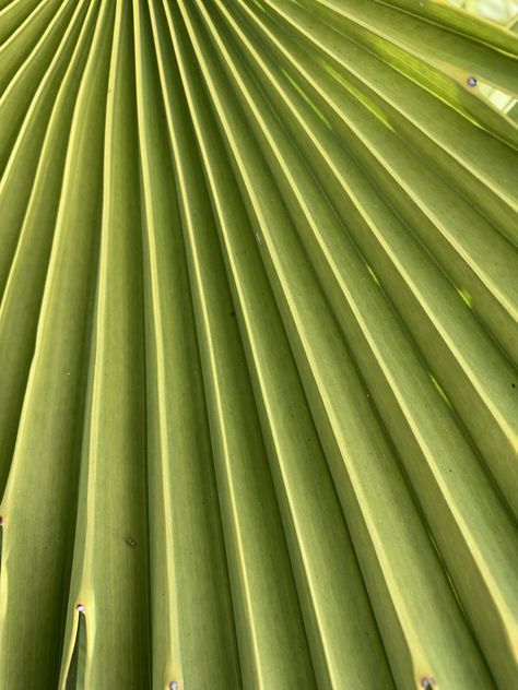 Palm Palmetto Leaf, Arch, Wood, Green, Home Decor, Home Décor